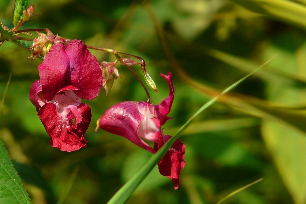 The Living Forest (87) : Himalayan Balsam