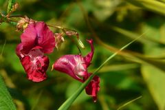 The Living Forest (87) : Himalayan Balsam