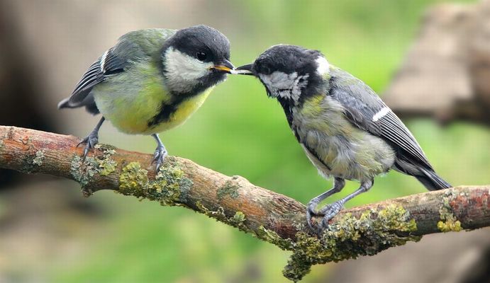 The Living Forest (870) : Feeding time.....