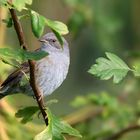 The Living Forest (871) : Dunnock
