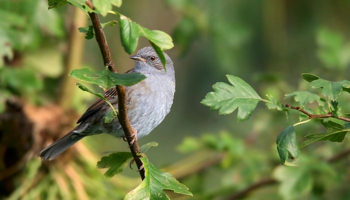 The Living Forest (871) : Dunnock