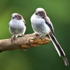 The Living Forest (872) : Long-tailed Tits (juveniles)