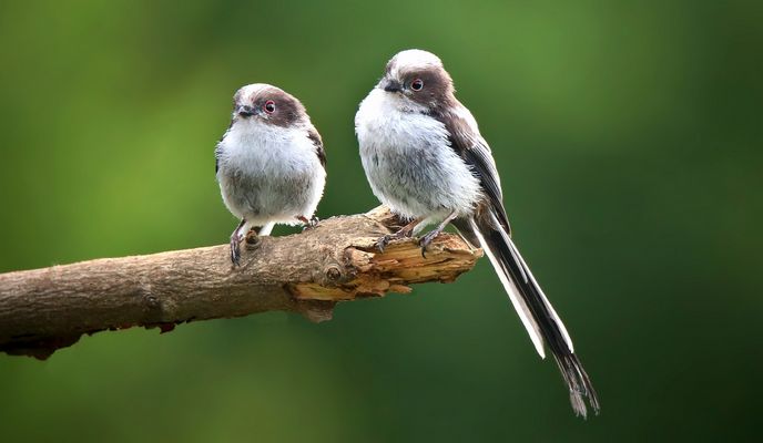 The Living Forest (872) : Long-tailed Tits (juveniles)