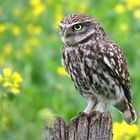 The Living Forest (873) : Little Owl