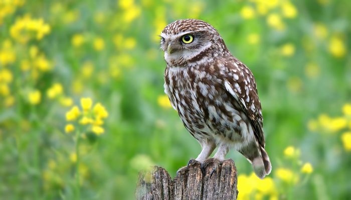 The Living Forest (873) : Little Owl