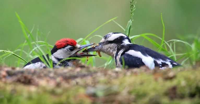 The Living Forest (874) : Feeding time ain't over yet.....