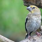 The Living Forest (875) : Hawfinch