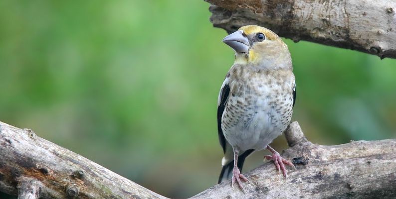 The Living Forest (875) : Hawfinch