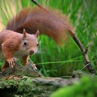 The Living Forest (876) : Red Squirrel