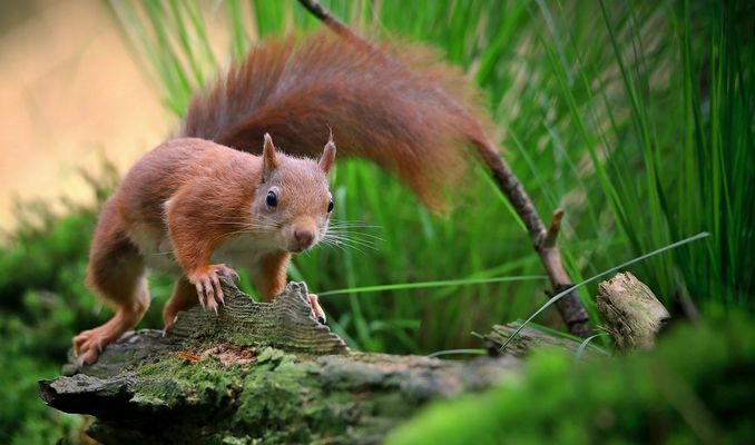 The Living Forest (876) : Red Squirrel