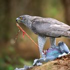 The Living Forest (877) : Northern Goshawk