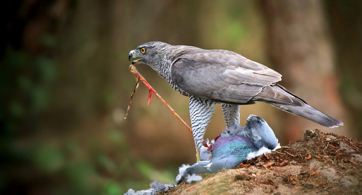 The Living Forest (877) : Northern Goshawk
