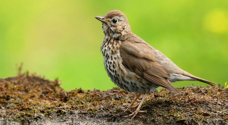 The Living Forest (878) : Song Trush