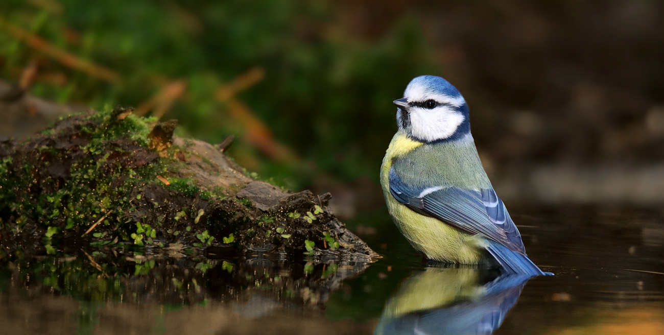 The Living Forest (879) : Blue Tit 
