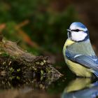 The Living Forest (879) : Blue Tit 