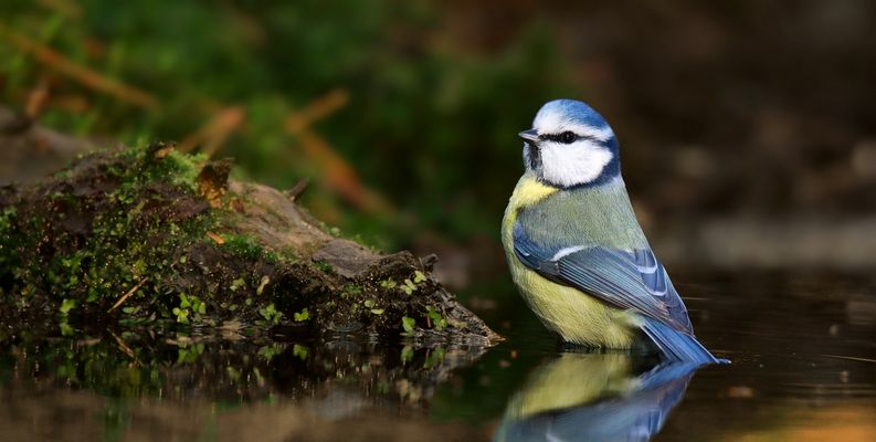 The Living Forest (879) : Blue Tit