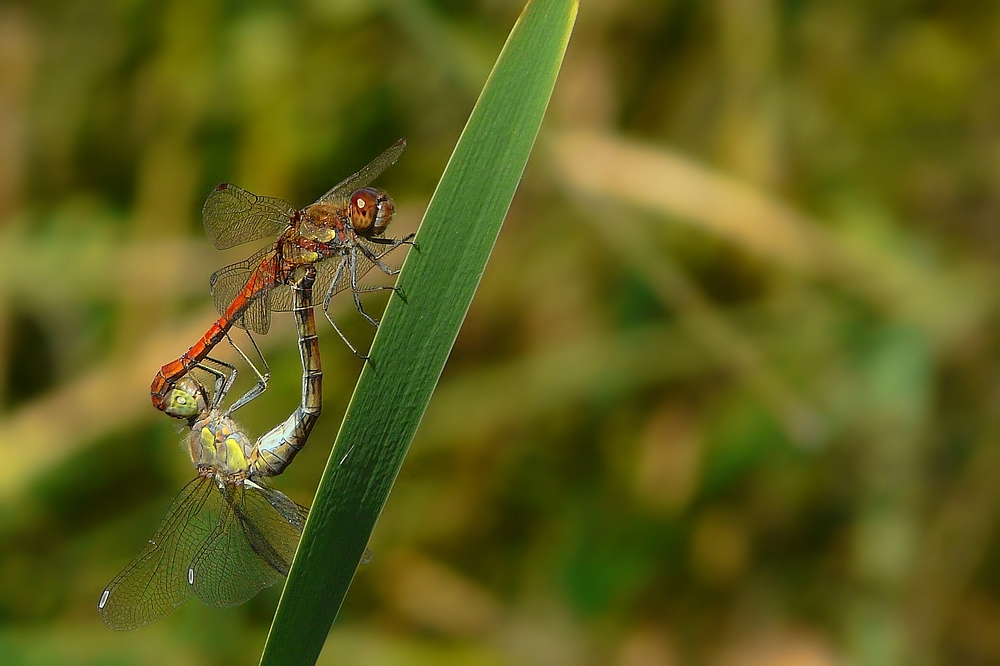 The Living Forest (88) : mating Ruddy Darters