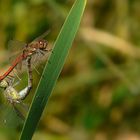 The Living Forest (88) : mating Ruddy Darters