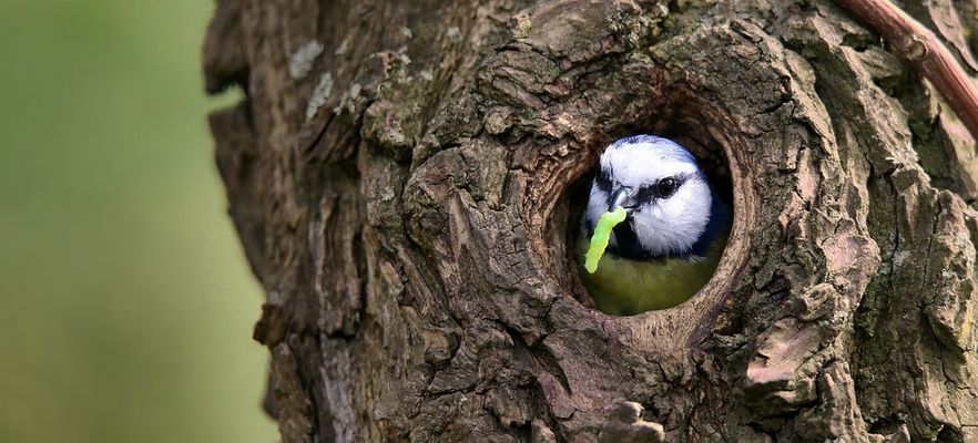 The Living Forest (880) : Blue Tit
