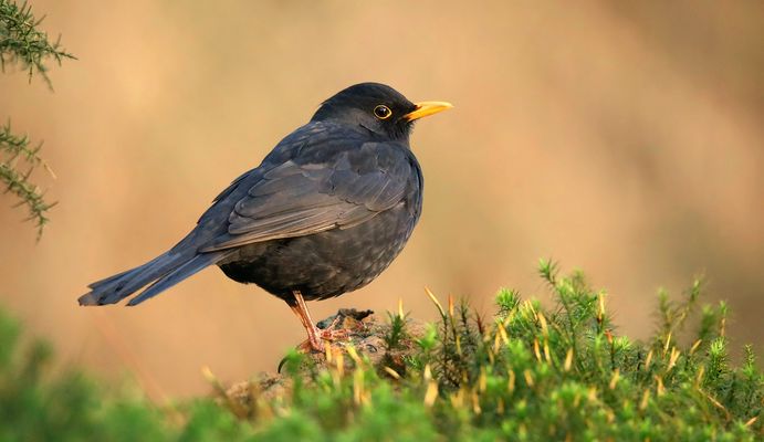 The Living Forest (881) : Blackbird