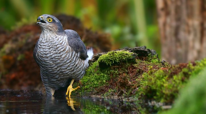 The Living Forest (882) : Sparrowhawk
