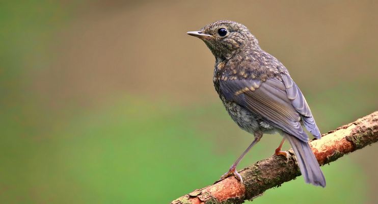 The Living Forest (883) : juvenile Robin