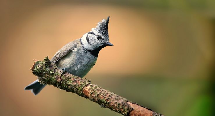 The Living Forest (884) : Crested Tit