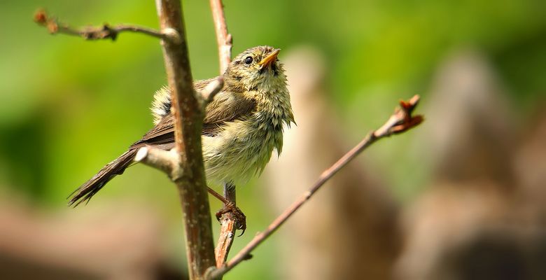 The Living Forest (885) : Chiffchaff