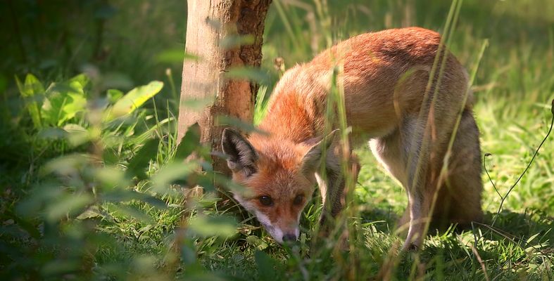 The Living Forest (886) : Red Fox