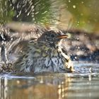 The Living Forest (887) : Song Trush