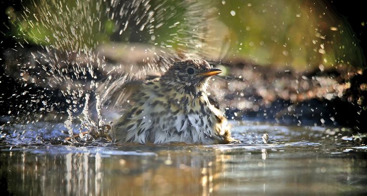 The Living Forest (887) : Song Trush