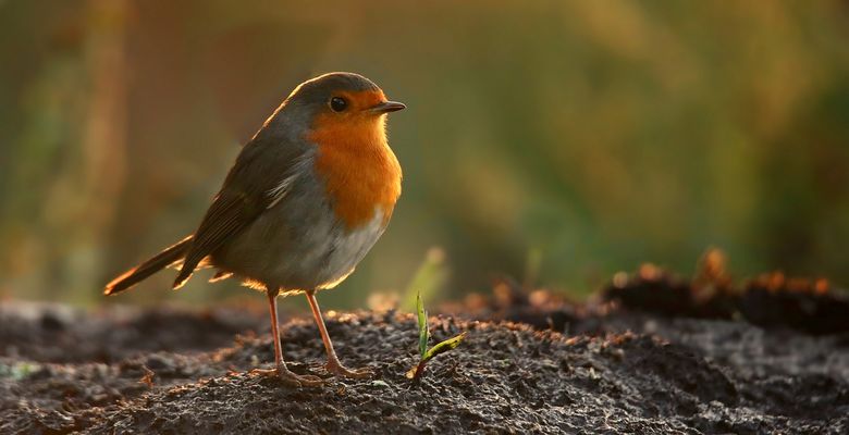The Living Forest (888) : Robin