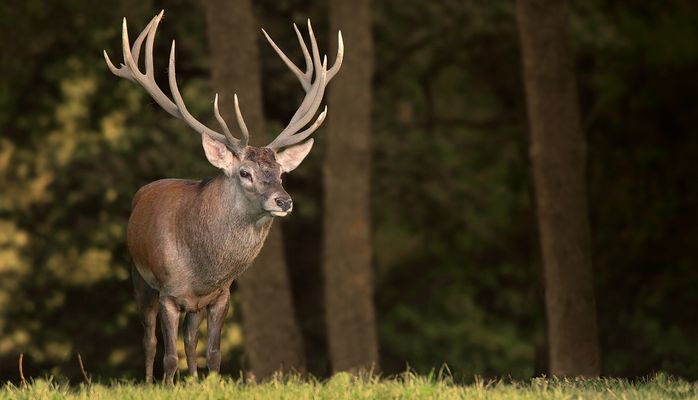 The Living Forest (889) : The King of the Forest 