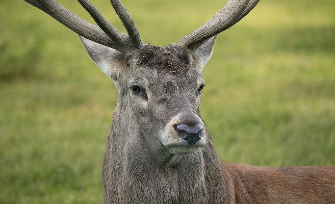 The Living Forest (890) : The Boss