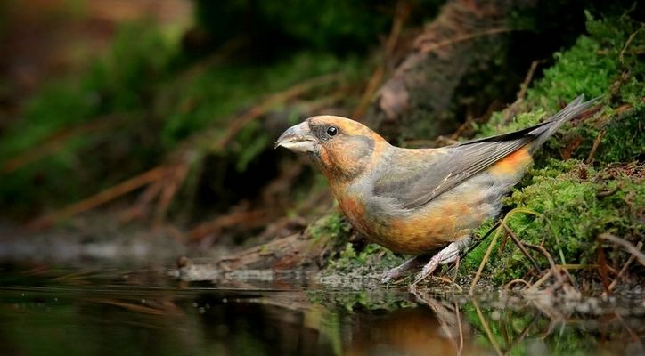 The Living Forest (891) : Red Crossbill