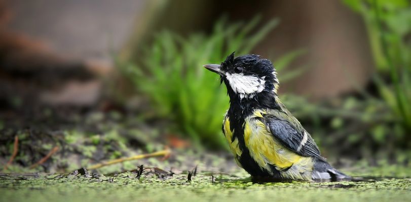 The Living Forest (892) : Great Tit