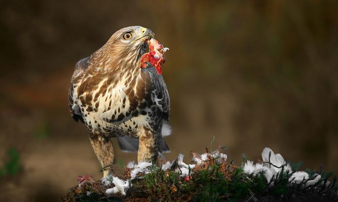 The Living Forest (893) : Buzzard