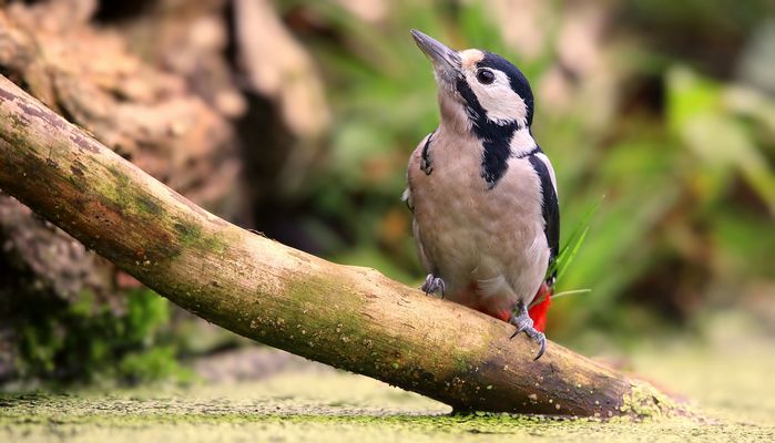 The Living Forest (894) : Great Spotted Woodpecker