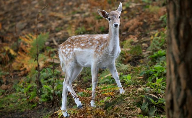 The Living Forest (895) : Fallow Deer