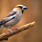The Living Forest (896) : Hawfinch