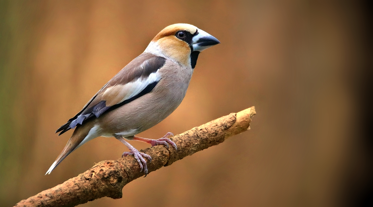 The Living Forest (896) : Hawfinch