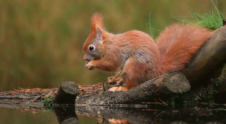 The Living Forest (897) : Red squirrel