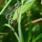 The Living Forest (9) : mating White-legged damselflies