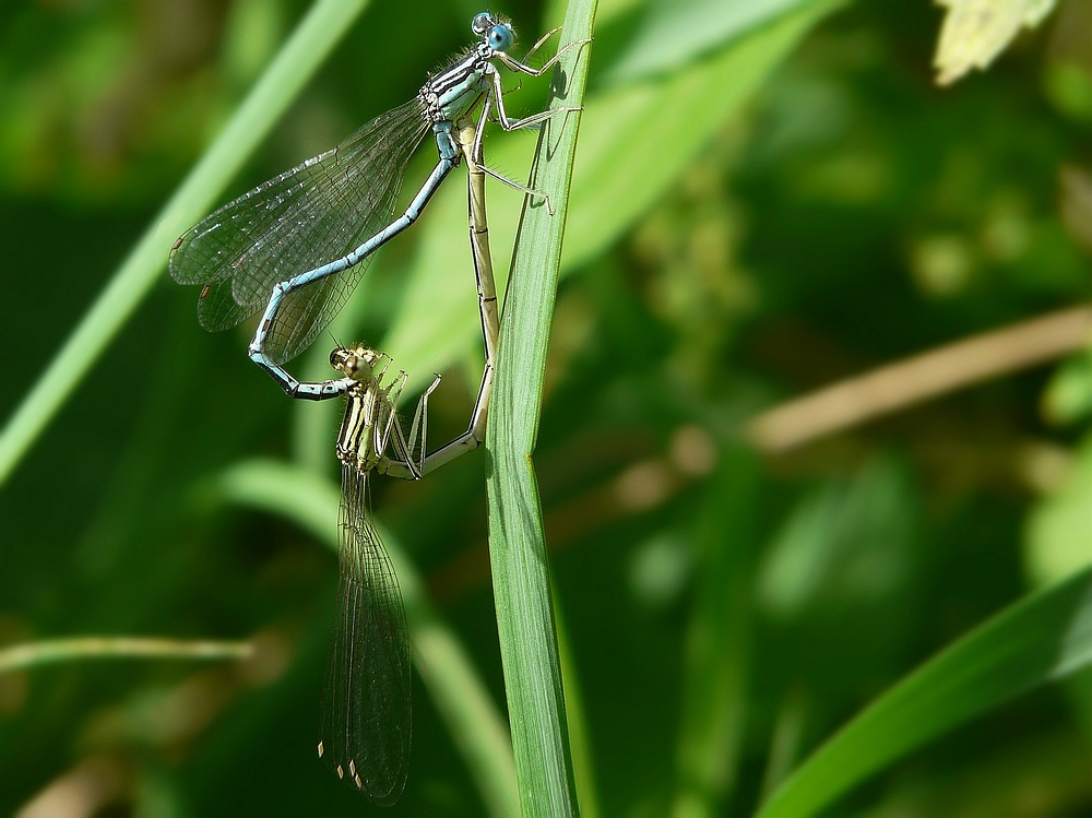 The Living Forest (9) : mating White-legged damselflies