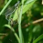 The Living Forest (9) : mating White-legged damselflies