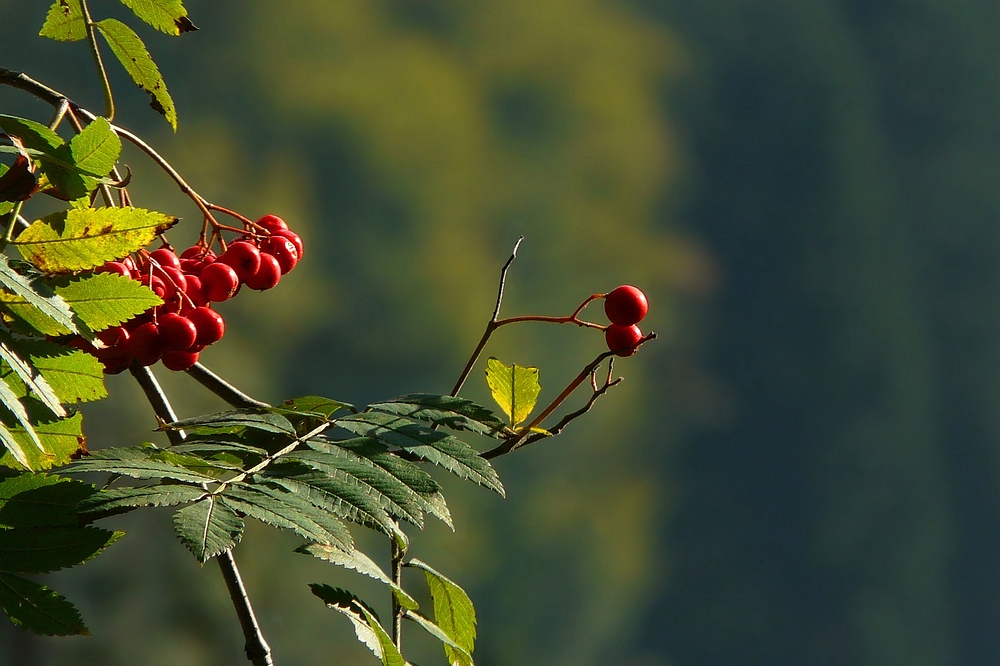 The Living Forest (91) : Rowan