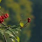 The Living Forest (91) : Rowan