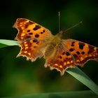 The Living Forest (92) : Comma Butterfly