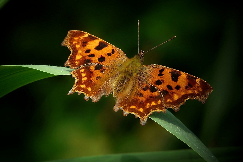 The Living Forest (92) : Comma Butterfly