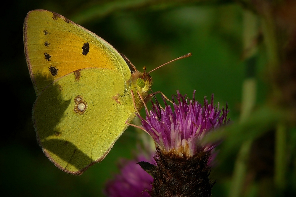 The Living Forest (94) : Clouded Yellow Butterfly